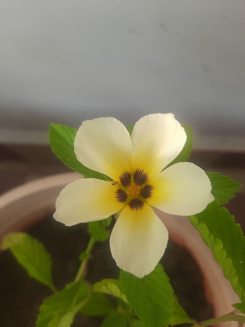 P.N.Nursery and Bio Agro. Product - P.N.Nursery and Bio Agro. Product, Ward no.2, near Ganpati Nagar, Railway Colony, Balod, Chhattisgarh 491226, India