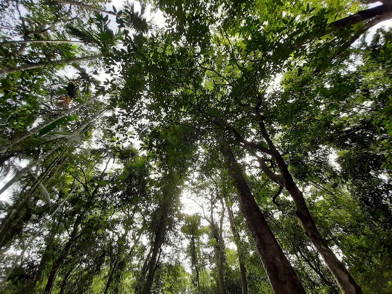 Janaki Forest - Janaki Forest, JQGV+79Q, Maruthonkara, Kerala 673513, India