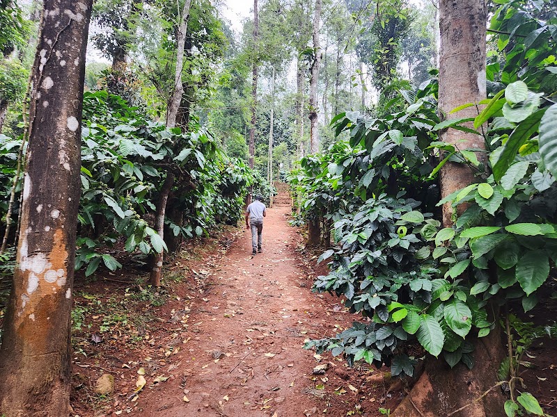 Beans N Brews At Mercara Gold Coffee Estate - Beans N Brews At Mercara Gold Coffee Estate Mercara Gold Coffee Estate Katakeri, Taluk, Madikeri, Karnataka 571201, India