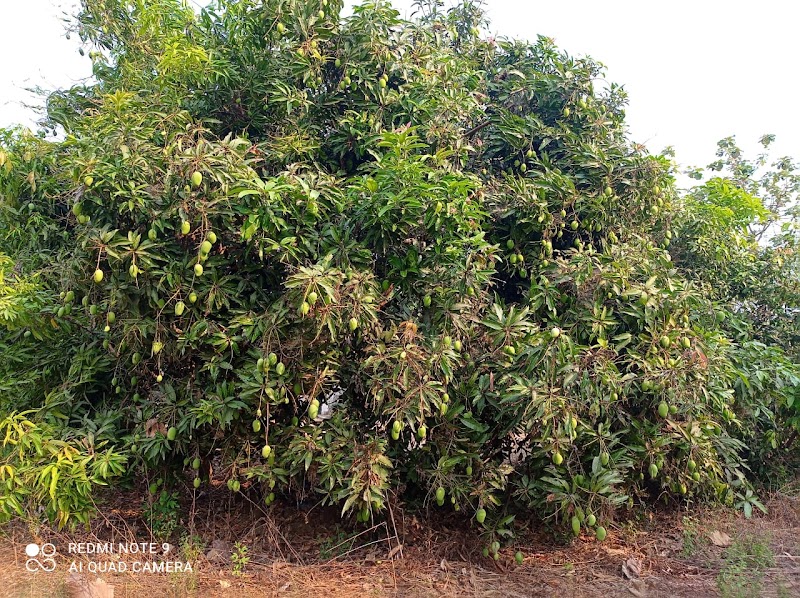 JD Farming - JD Farming, Near, Sagar Road, Gangapur, Junagarh, Balichhada, Odisha 766014, India