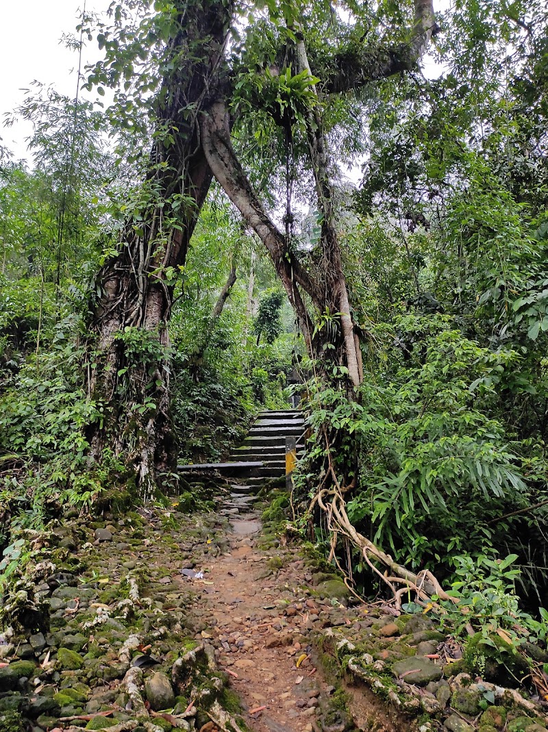 SOHKHA MISSION LIVING ROOT BRIDGE - SOHKHA MISSION LIVING ROOT BRIDGE 627P+87G, Sohkha Shnong, Meghalaya 793109, India