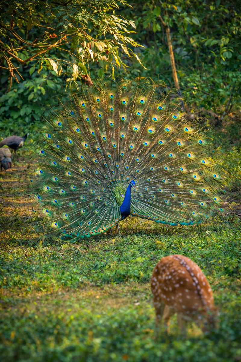 Bengal Safari - Bengal Safari, 5th Mile, Sevoke Rd, Salugara, Siliguri, Junglee Mohal, West Bengal 734008, India