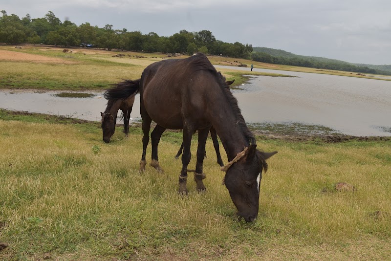 Hide Place Balod - Hide Place Balod, M5H5+F56, Borid, Mullegura, Chhattisgarh 491226, India