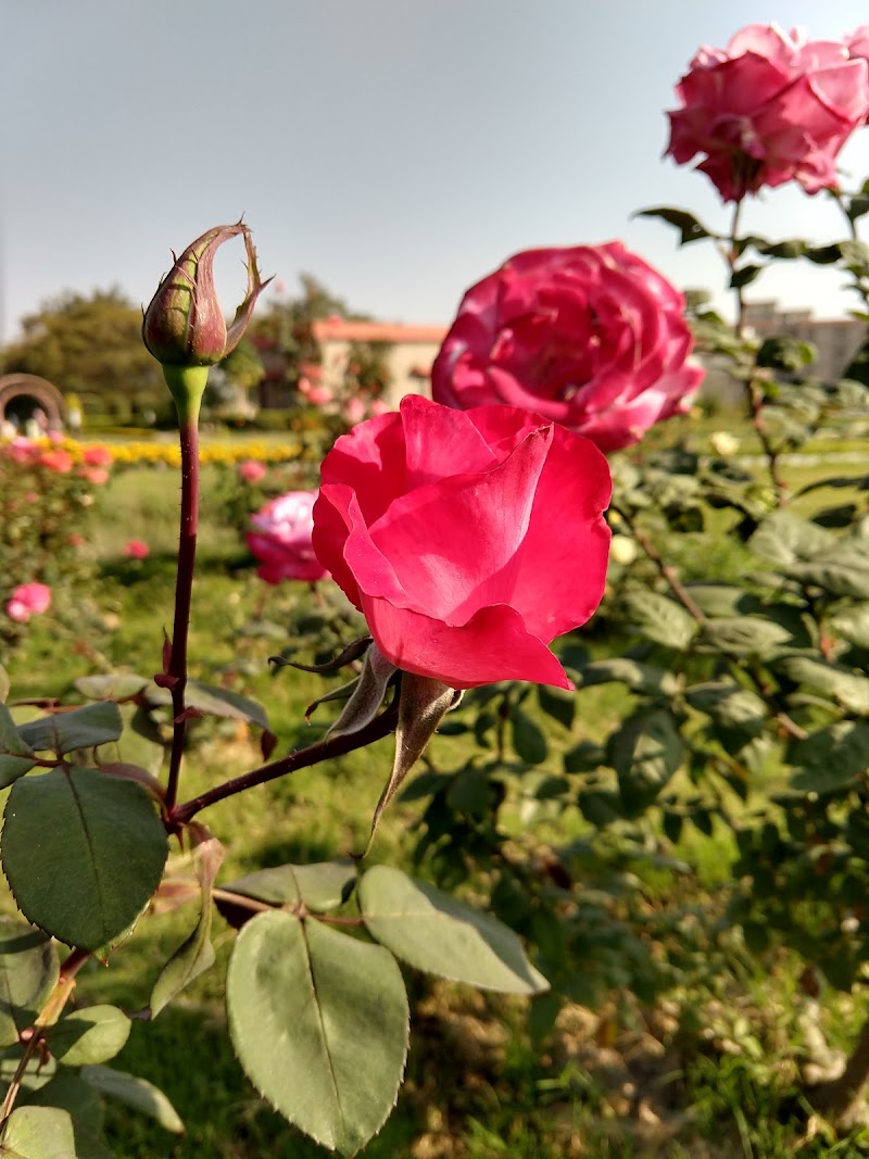 Rose Garden - Rose Garden, 48P4+V7Q, NTPC Twp Sipat, Chhattisgarh 495555, India