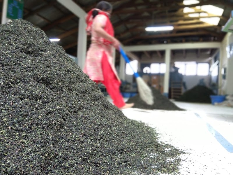 Tea Garden - Tea Garden, 6856+Q3W, Narghota Road, Dharamshala, Himachal Pradesh 176217, India