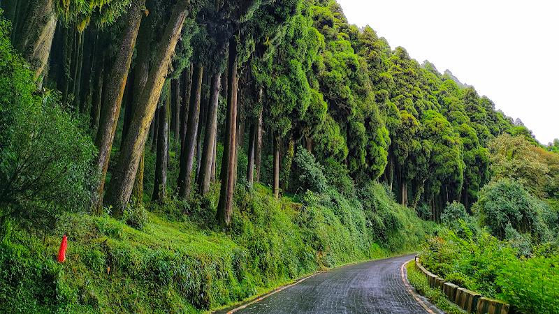Pine View Homestay | Homestay in Lepchajagat | Darjelling District - Pine View Homestay | Homestay in Lepchajagat | Darjelling District Sukhia, Road, Lepcha Jagat, Ghoom Pahar Forest, West Bengal 734221, India