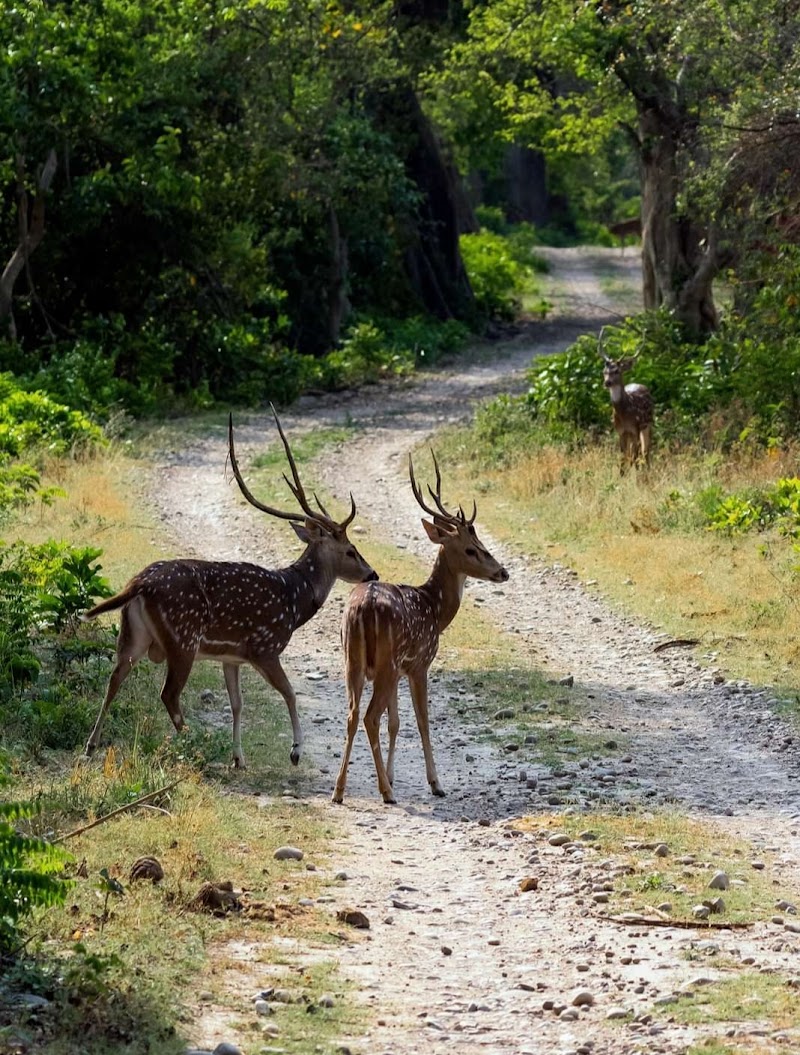 Jim Corbett National Park - Jim Corbett National Park Uttarakhand, India