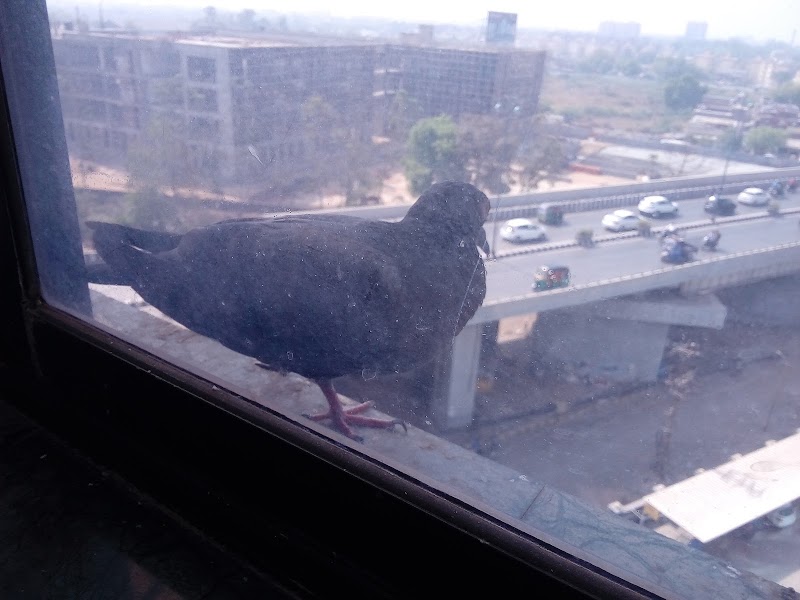 Bhayli - Bhayli Bhayli, Vadodara, Gujarat, India