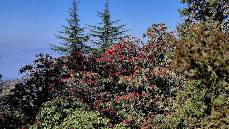 Binsar Wildlife Sanctuary - Binsar Wildlife Sanctuary PQ43+6H4, Binsar, Uttarakhand 263601, India