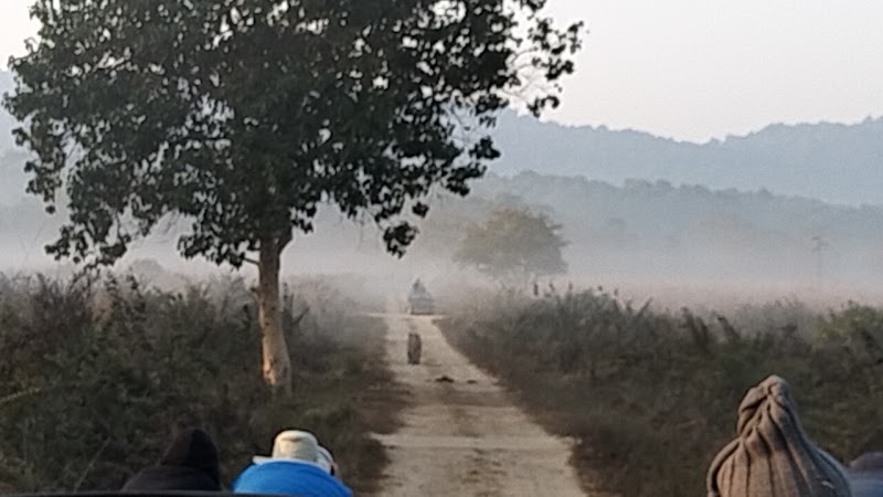 Jim Corbett Safari - Jim Corbett Safari Jim Corbett National Park, Ramnagar, Uttarakhand 244715, India