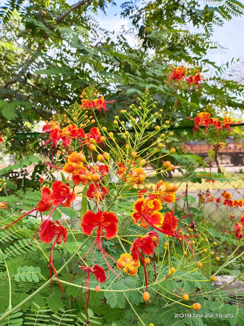 Bal Udyan Garden - Bal Udyan Garden, 683J+94F, Nehru Nagar, Bhilai, Chhattisgarh 490020, India