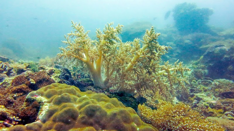 Katipanan Dive Site, Apo Island