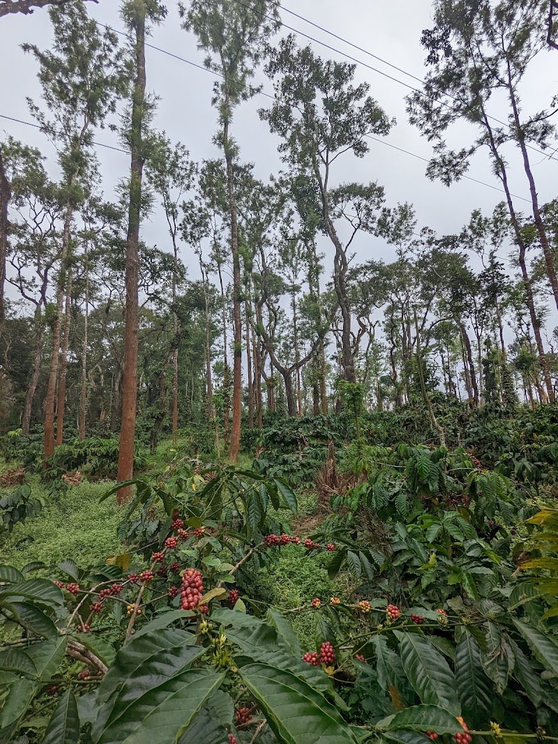 Gonikoppa - Gonikoppa, Karnataka, India