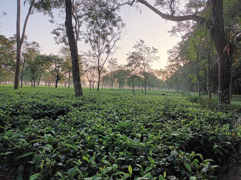 Gorumara National Park - Gorumara National Park, Jalpaiguri, West Bengal 735101, India