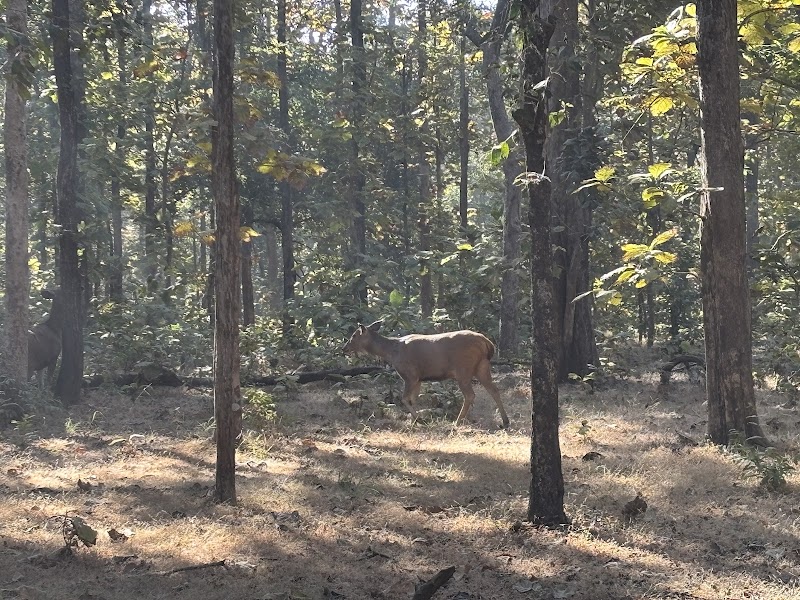 Pench National Park Turia Gate - Pench National Park, Turia Gate, Kohka, Madhya Pradesh 480881, India