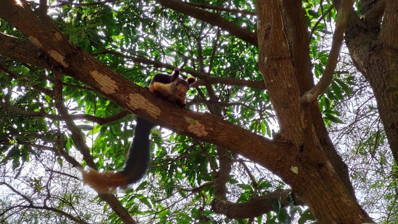 Wayanad Wildlife Santuray - Wayanad Wildlife Santuray W23F+GRQ, Thirunelly Rd, Kerala 670646, India