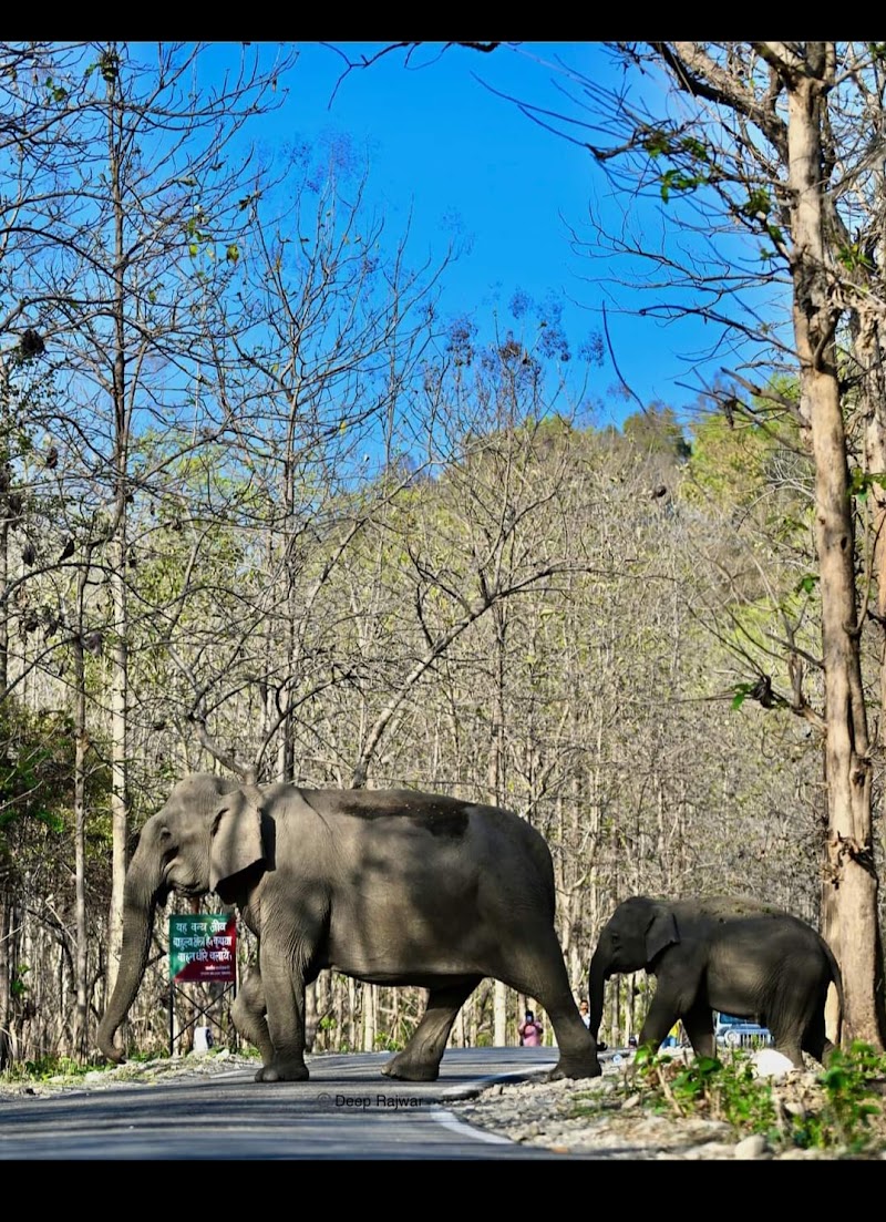 corbett jungle safari advisor - corbett jungle safari advisor telipura road, Jassaganja, Ramnagar, Shivlalpur Khazanchi, Uttarakhand 244715, India