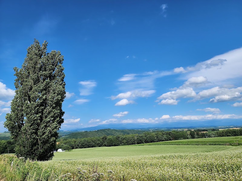 Patchwork Road (Biei) - Patchwork Road (Biei) 北海道上川郡美瑛町大久保協生, Asahi, Biei, Kamikawa District, Hokkaido 071-0216, Japan