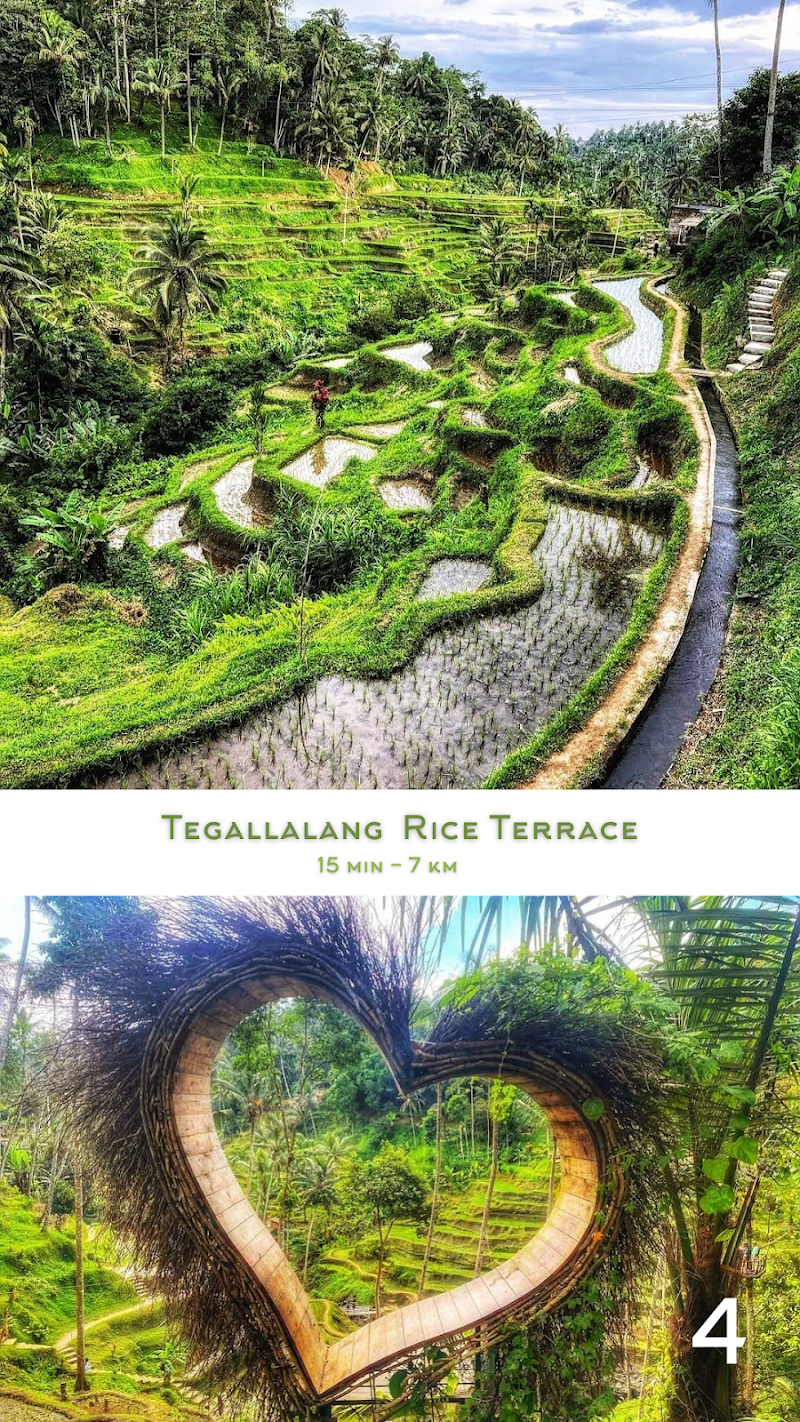 Tegallalang Rice Terrace - Tegallalang Rice Terrace Jl. Raya Tegallalang, Tegallalang, Kec. Tegallalang, Kabupaten Gianyar, Bali 80561, Indonesia