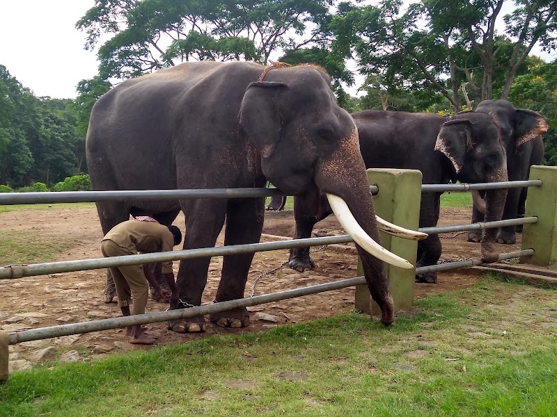 Theppakadu Elephant Camp