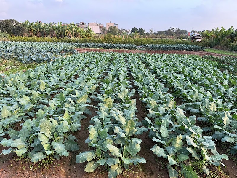 I am a farmer - Tam Coc (Hands-onExperience) - I am a farmer - Tam Coc (Hands-onExperience), Xóm Hang Đùng, Đội 1 Văn Lâm, Nam Hoa Lư, Ninh Bình, Vietnam