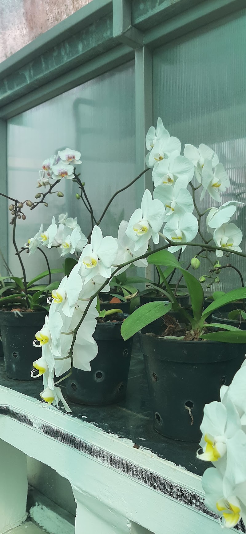 ICAR - National Research Centre for Orchids - ICAR - National Research Centre for Orchids 6HJR+H3V, Dikling Rd, Pakyong, Sikkim 737106, India