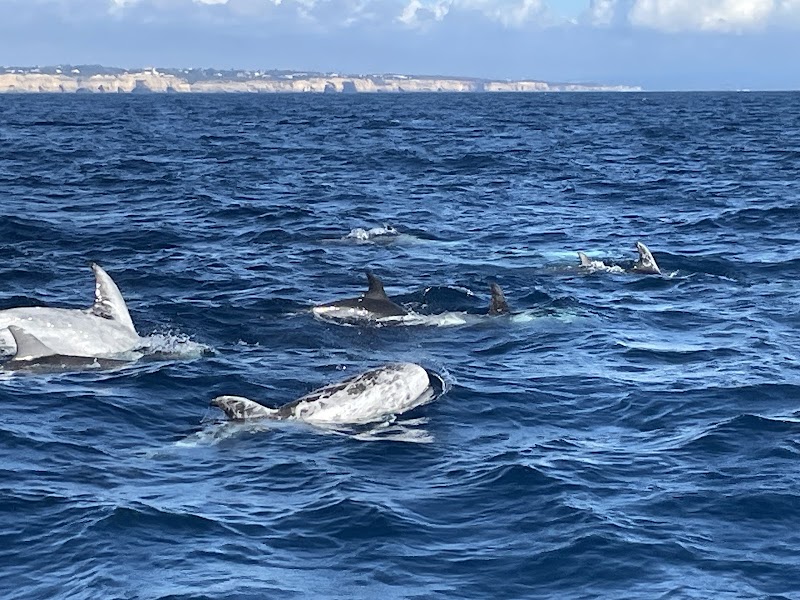 Days of Adventure - Days of Adventure, Passeio dos Descobrimentos 1B, 8600-315 Lagos, Portugal