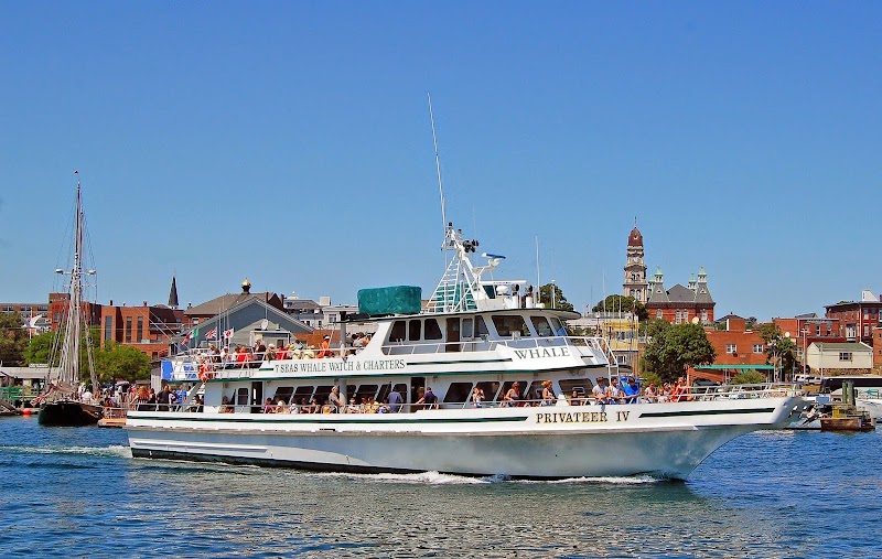 7 Seas Whale Watch