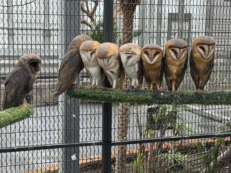 Gapyeong Begonia Bird Park - Gapyeong Begonia Bird Park 270번길 28 Misari-ro, Seorak-myeon, Gapyeong-gun, Gyeonggi-do, South Korea