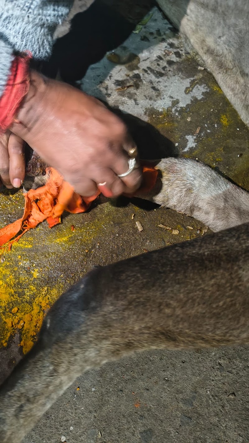 Gau Seva Sangh brajrajnagar - Gau Seva Sangh brajrajnagar, E S I chok, ramja maa, ram chandi gou, seba sangh, Shastri Nagar, Brajrajnagar, Odisha 768201, India
