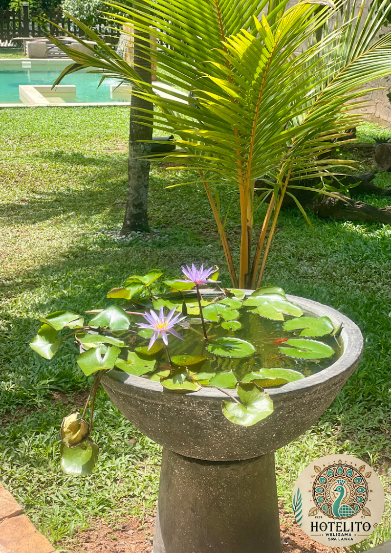 Hotelito Sri Lanka - Hotelito Sri Lanka, Walliwala, 46 Jinaraja Mawatha, Weligama 81700, Sri Lanka