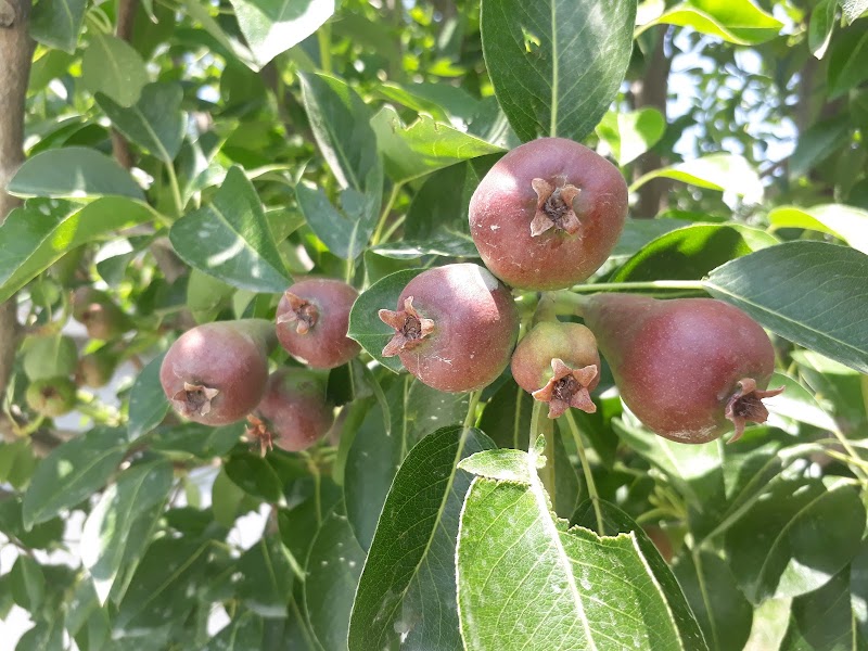 JAMWAL ORCHARDS - JAMWAL ORCHARDS, v.p.o seobagh tehsil and, Seobagh, Kais, Himachal Pradesh 175138, India