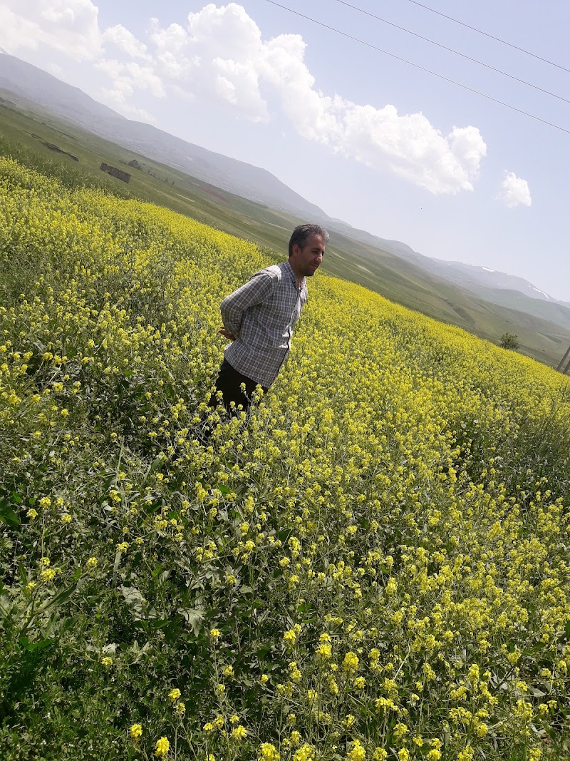 پارک جنگلی خیو - پارک جنگلی خیو, Ardabil Province, Meshginshahr, جاده پارک جنگلی، 9MGM+FVX, Iran