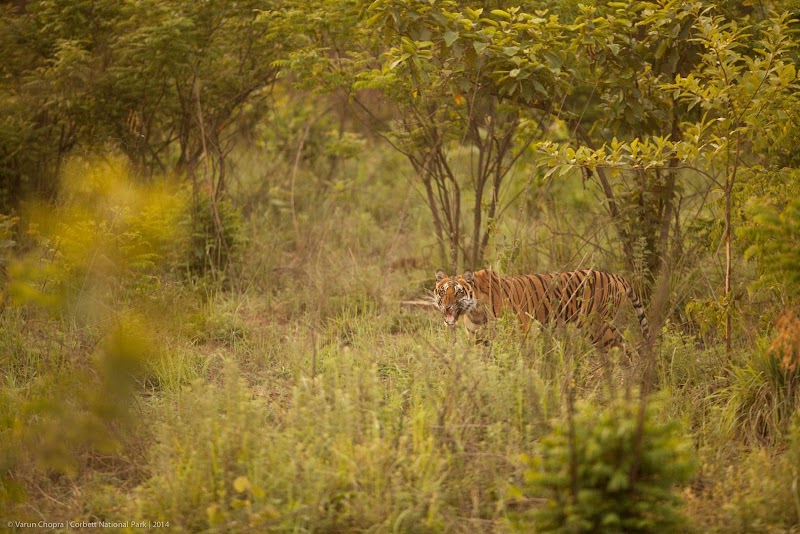Dhikala Forest Rest House - Dhikala Forest Rest House Ram Nagar, Shivlalpur Pandey, Ramnagar, Uttarakhand 246142, India