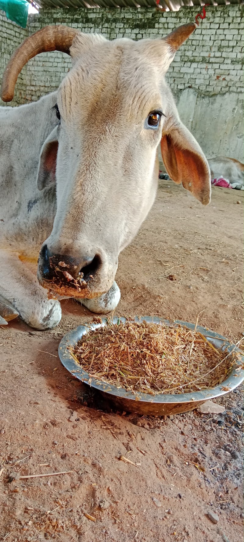 Shree Krishn Gau Seva Dham Kusmunda विश्व हिंदू परिषद बजरंग दल - Shree Krishn Gau Seva Dham Kusmunda विश्व हिंदू परिषद बजरंग दल, Adarsh Nagar, Mangaw, Chhattisgarh 495454, India