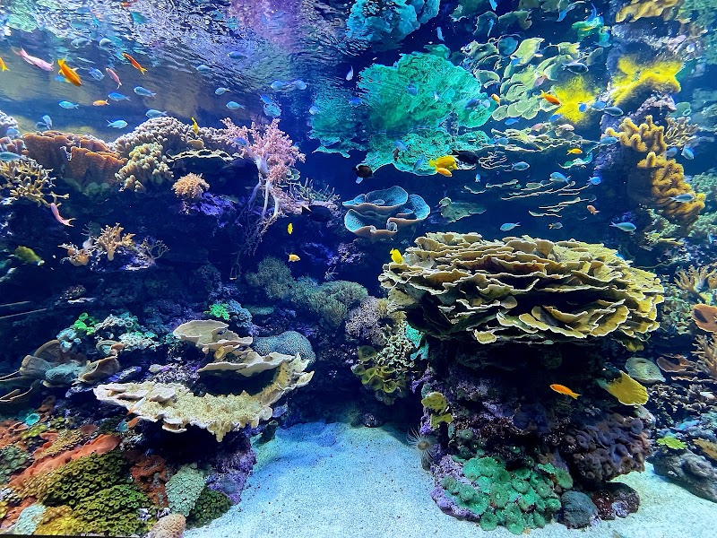 Oceanogràfic València - Oceanogràfic València, C/ d'Eduardo Primo Yúfera, 1, Quatre Carreres, 46013 València, Valencia, Spain