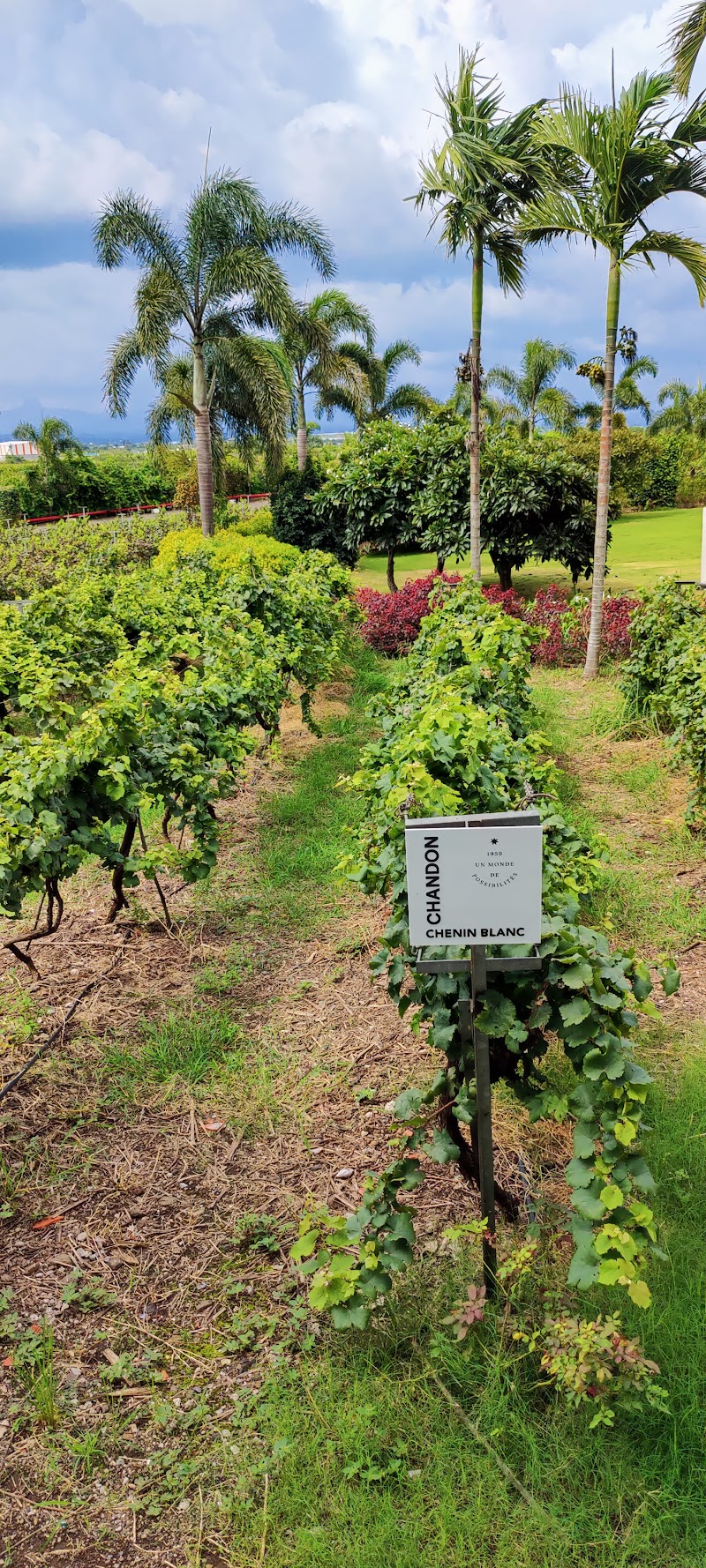 Chandon India Winery - Chandon India Winery GAT No-652, Stroke 1 and 653, Village Dindori, Taluka Dindori, Nashik, Maharashtra 422202, India