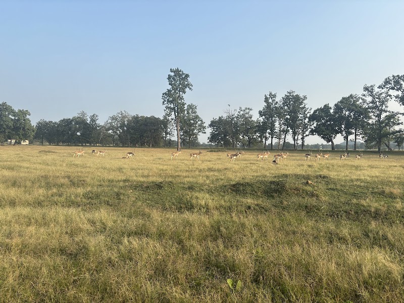 Barnawapara Wildlife Sanctuary - Barnawapara Wildlife Sanctuary, Unnamed Road, Nanwapara, Chhattisgarh 493551, India
