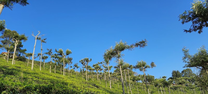 Kilkotagiri and Thirumbadi Plantations Limited - Tea Division, Kilkotagiri Estate