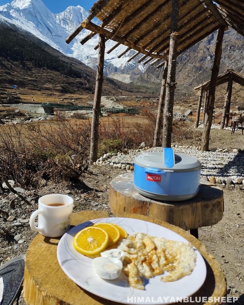 Himalayan Bluesheep: Darma Valley - Himalayan Bluesheep: Darma Valley, Dantu dugtu, Dantu, Uttarakhand 262545, India