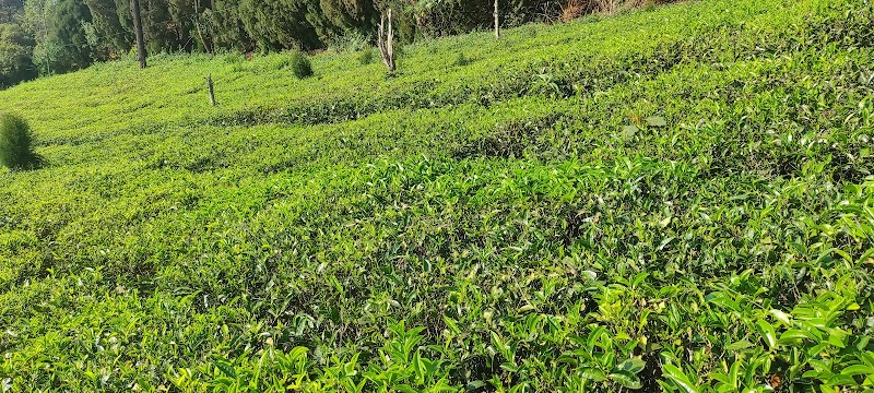 Carolina Tea Estate - Carolina Tea Estate No 1, Carolina Rd, Ottuppattarai, Coonoor, Tamil Nadu 643102, India
