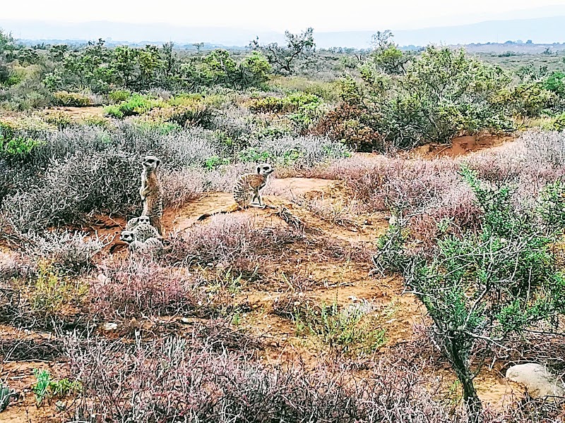 Meerkat Adventures - Meerkat Adventures, R62, Oudtshoorn, 6625, South Africa
