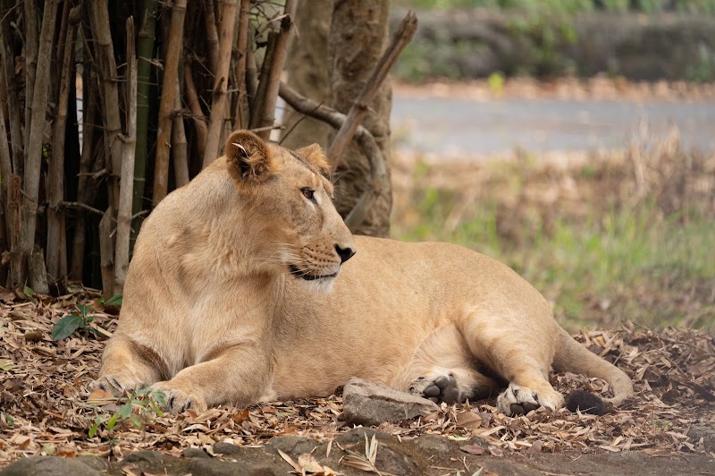 Bannerghatta National Park - Bannerghatta National Park National Park Rd, Bengaluru, Karnataka 560083, India