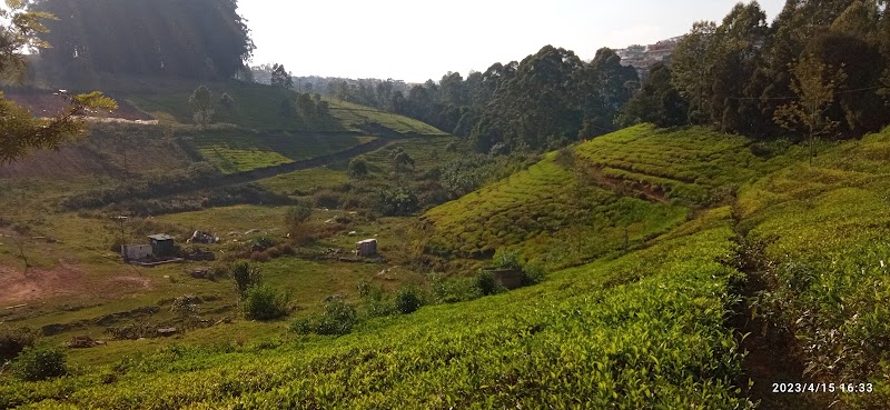Carolina Tea Estate - Carolina Tea Estate No 1, Carolina Rd, Ottuppattarai, Coonoor, Tamil Nadu 643102, India