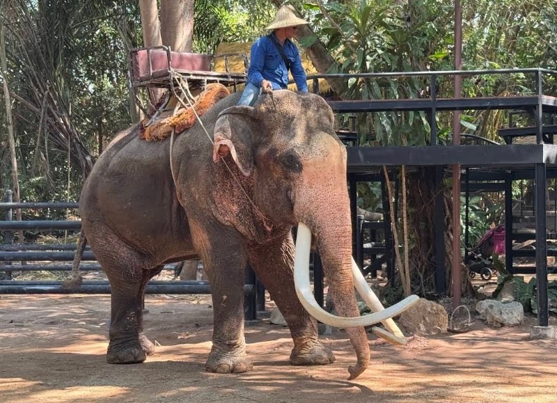 Pattaya Elephant Village