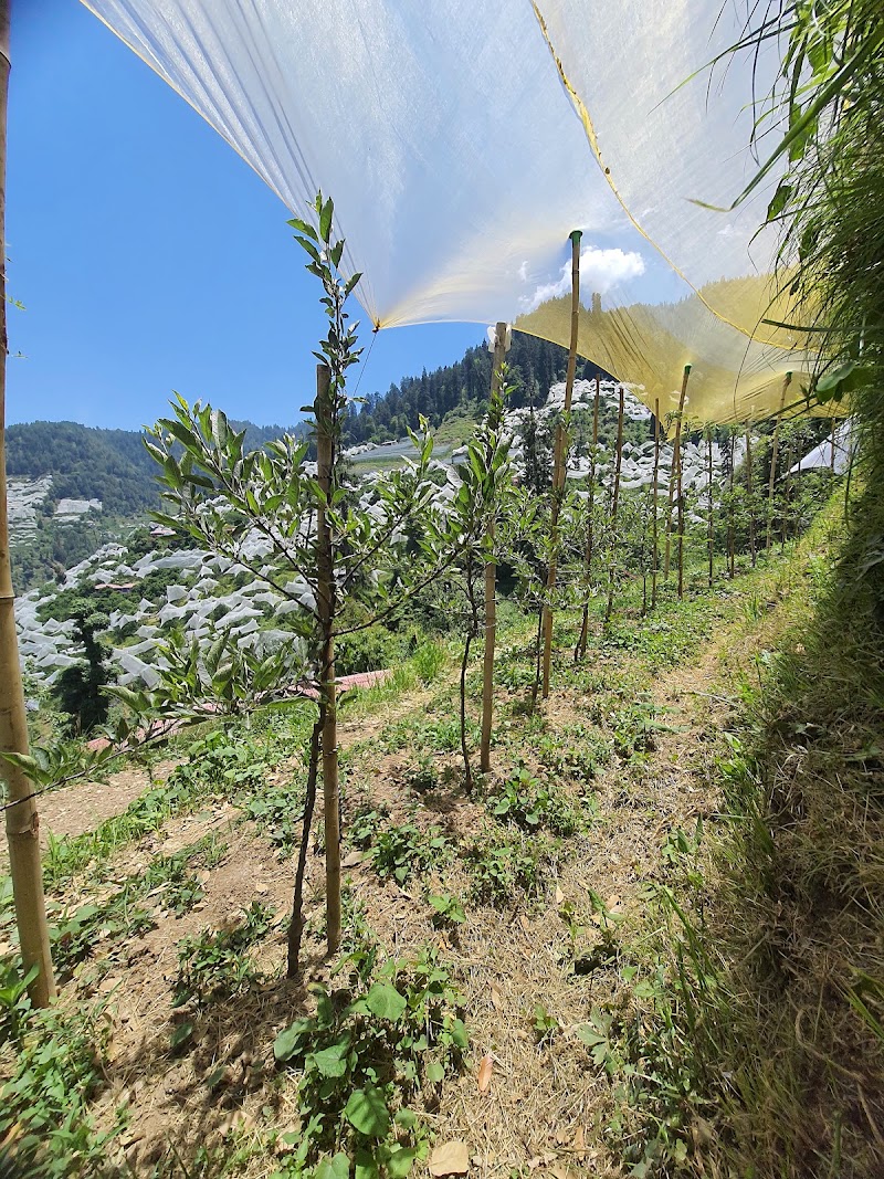 Cloverfield Apple/Cherry Orchard - Cloverfield Apple/Cherry Orchard, 7F7H+W5R, Kotgarh, Himachal Pradesh 171213, India