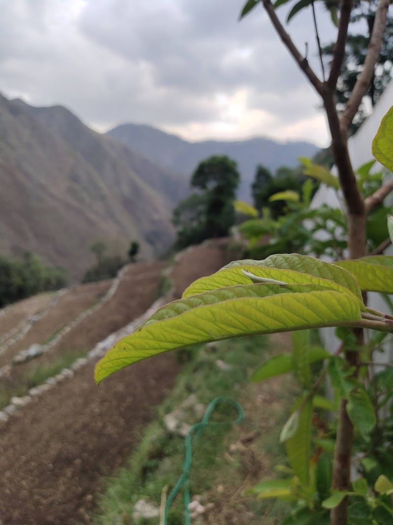 Village- tali - Village- tali, XWGF+F35, Gaddari, Uttarakhand 246169, India