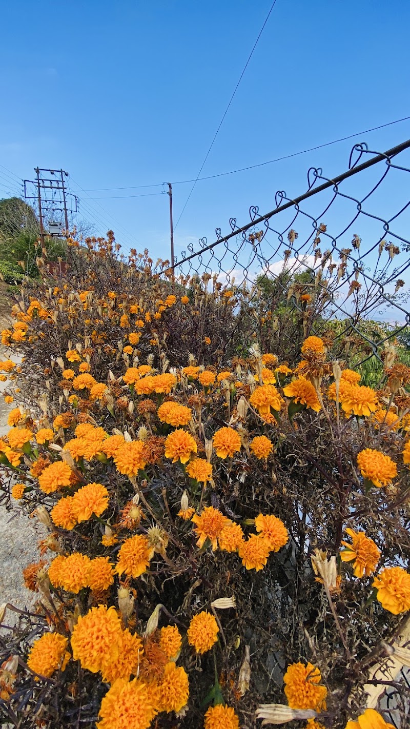 Blone homestay - Blone homestay Soreng Khasmahal Bardara near Primary school Ward no.04, P.O Bardara, P.S, Rangli Ranglot Tea Garden, Soriang Khasmahal, West Bengal 734312, India