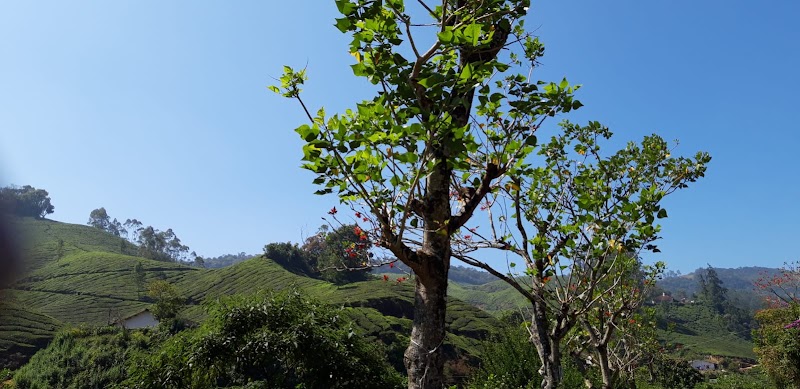 Laxmi Tea Estate - Laxmi Tea Estate, 329X+J3C, Unnamed Road, Kannan Devan Hills, Kerala 685612, India