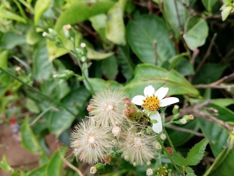 Tea Garden Tour - Tea Garden Tour 9R2C+8GP, Dolphin's Nose Rd, Alwarpet, Burliyar, Tamil Nadu 643102, India